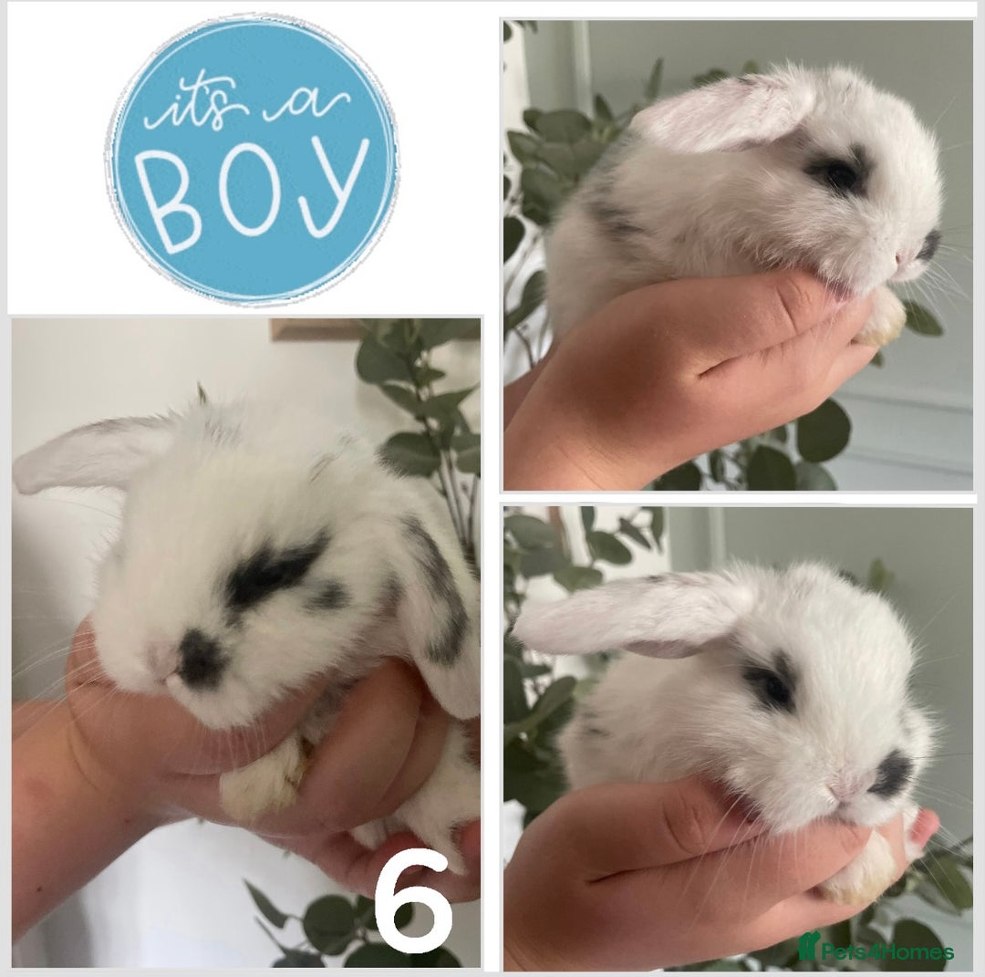 Mini Lop rabbits for sale: Mini lop babies available  - Image 7