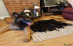 German Shepherd dogs for sale: Beautiful German Shepherd Puppies  - Advert 1