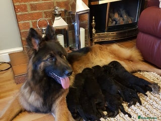 German Shepherd dogs Beautiful German Shepherd Puppies - Advert 2