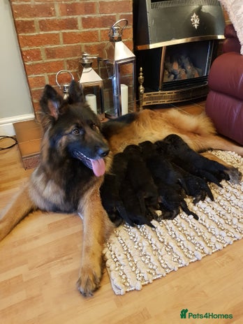 German Shepherd dogs Beautiful German Shepherd Puppies - Advert 1