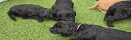 Labradoodle dogs for stud: Tatum in Glasgow - Advert 12