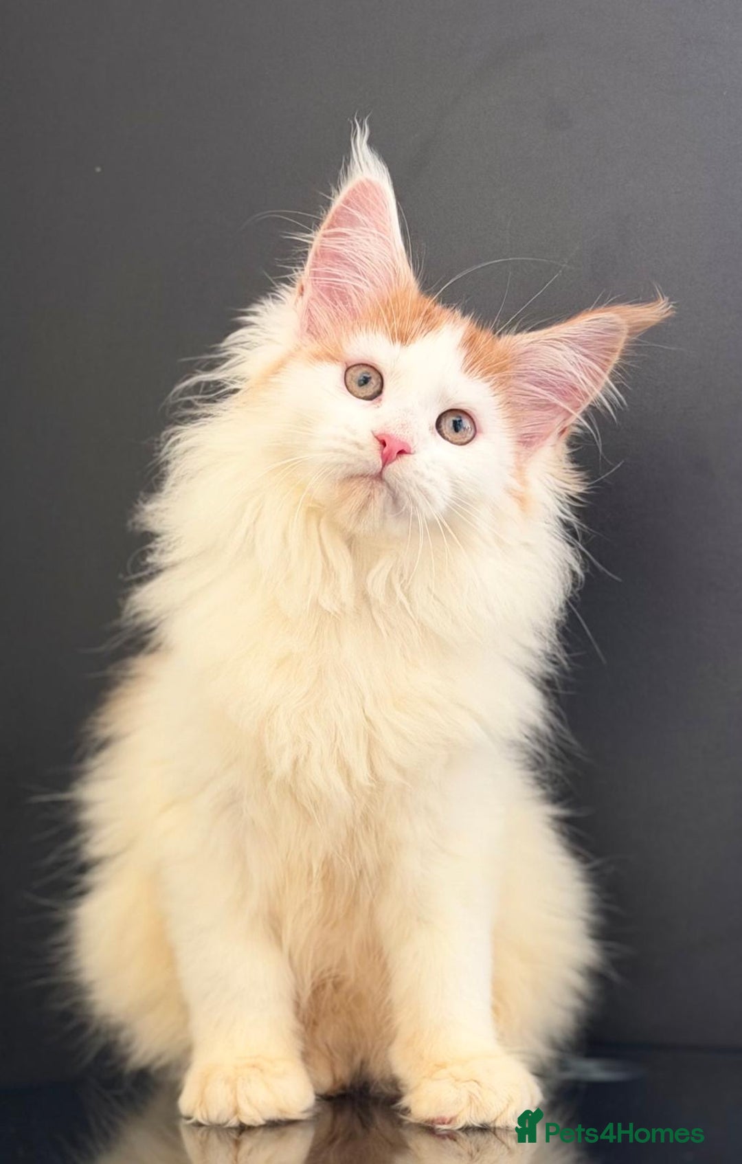 Maine Coon cats for sale: Purebred maine coon kittens - Advert 4