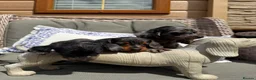 Doxiepoo dogs for sale: Miniature doxiepoo puppies (council licensed)  - Advert 4