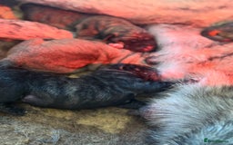 Mastiff dogs for sale: Registered Spanish mastiff puppies  - Image 5