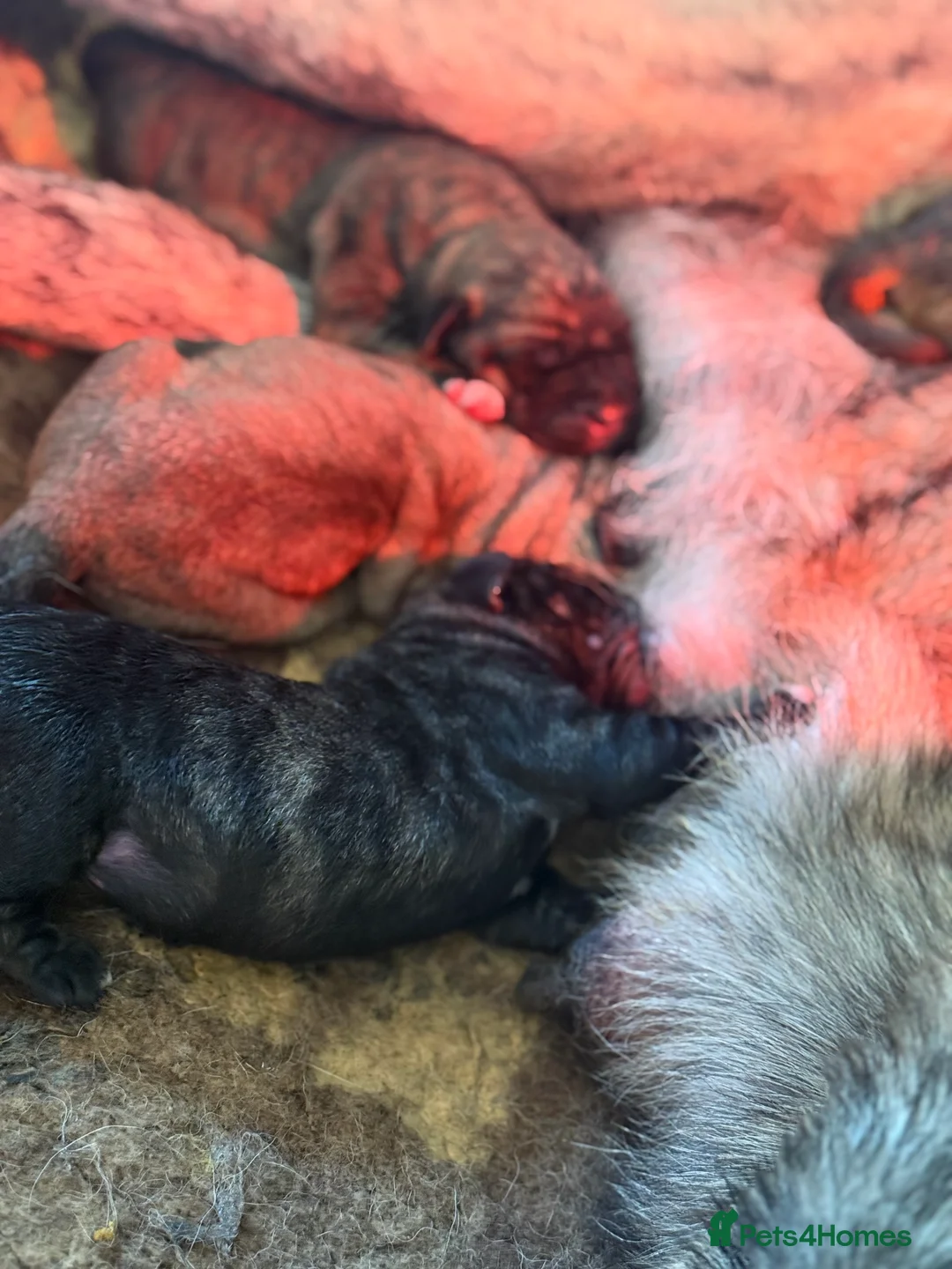 Mastiff dogs for sale: Registered Spanish mastiff puppies  - Advert 6