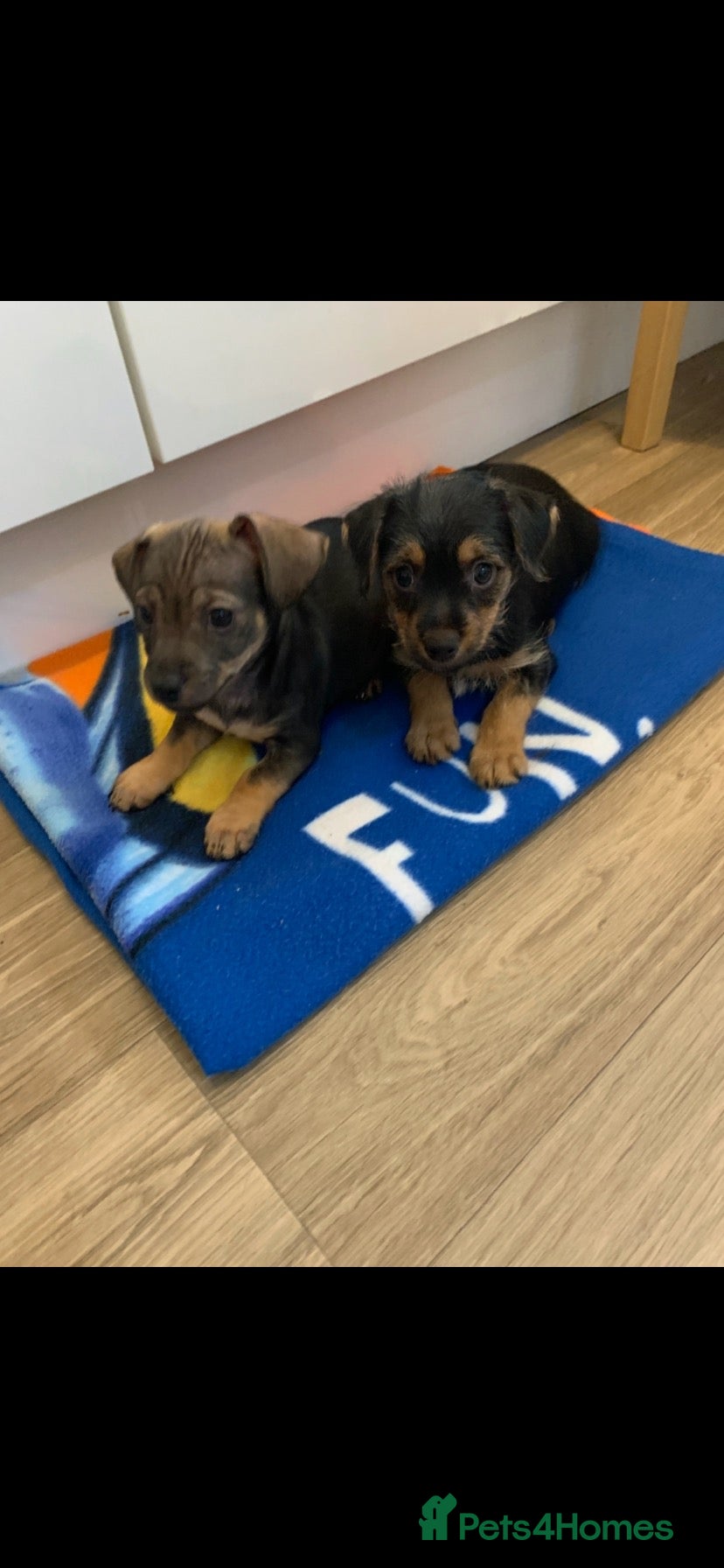 Mixed Breed dogs Dashund and Yorkshire terrier puppies - Advert 1