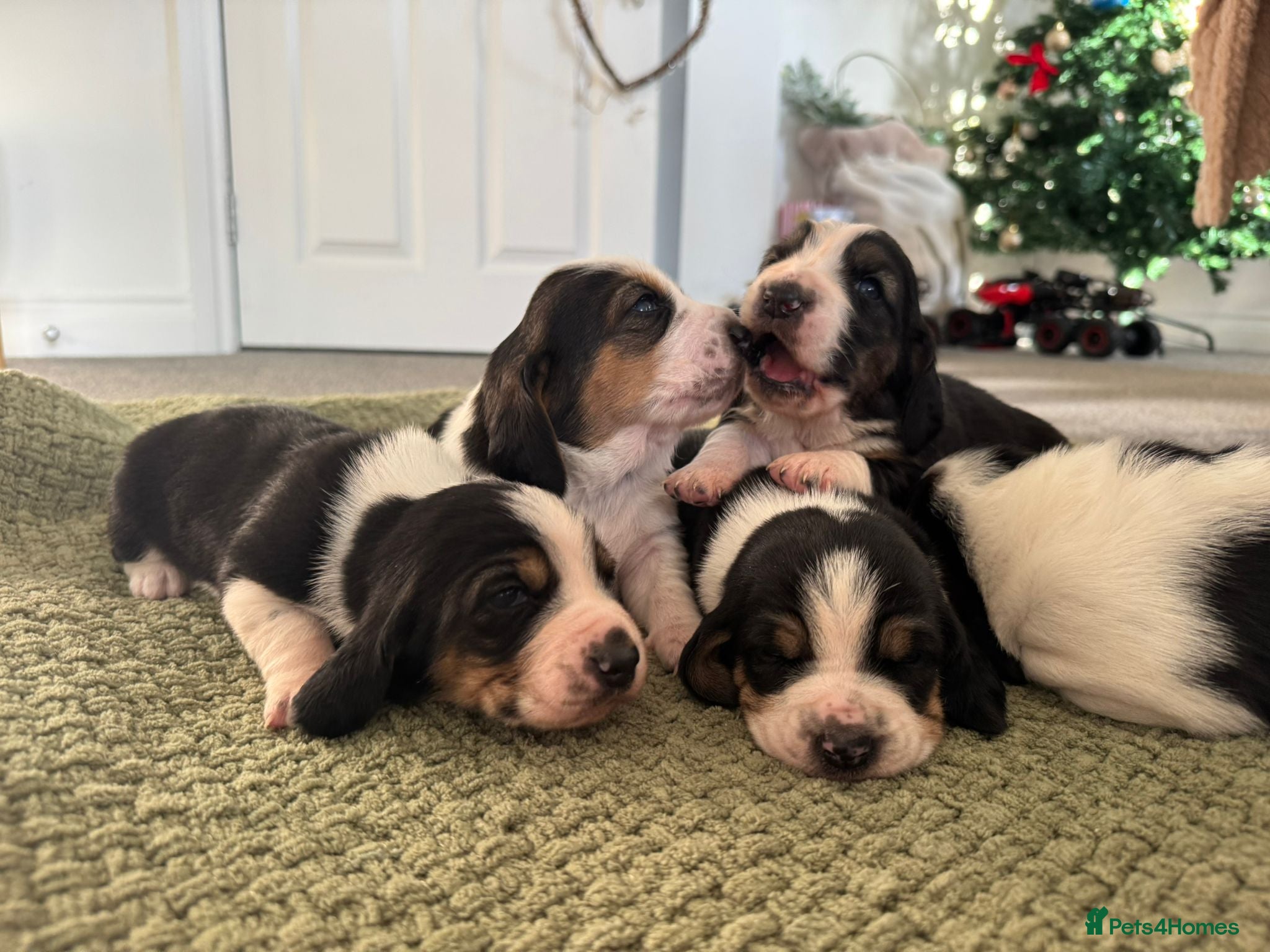 Basset Hound dogs Exceptional Basset Hound Puppies Available - Advert 5