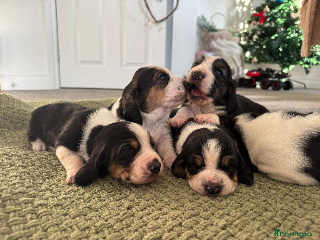 Basset Hound dogs for sale: Exceptional KC Basset Hound Puppies Now Available - Advert 2