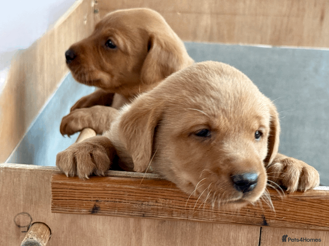 Labrador Retriever dogs for sale: Fox-red boys, pedigree, fully health-tested in Buxton - Image 10