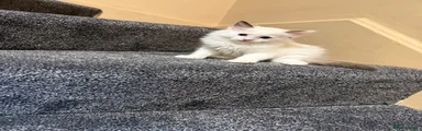 Ragdoll 1