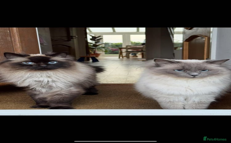 Ragdoll cats - Advert 6