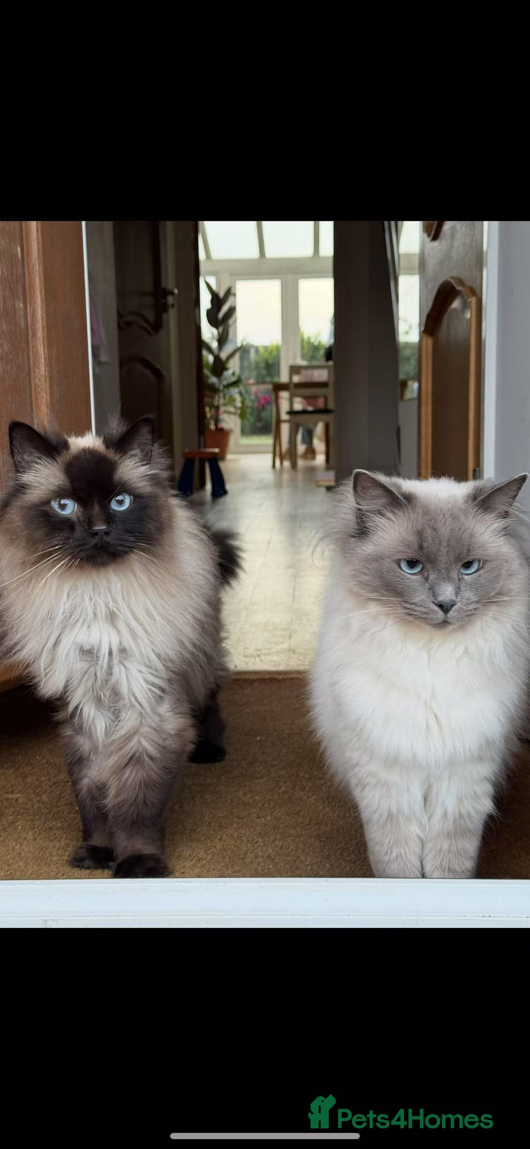 Ragdoll cats for sale: Two adorable ragdolls ready for new home  - Image 1