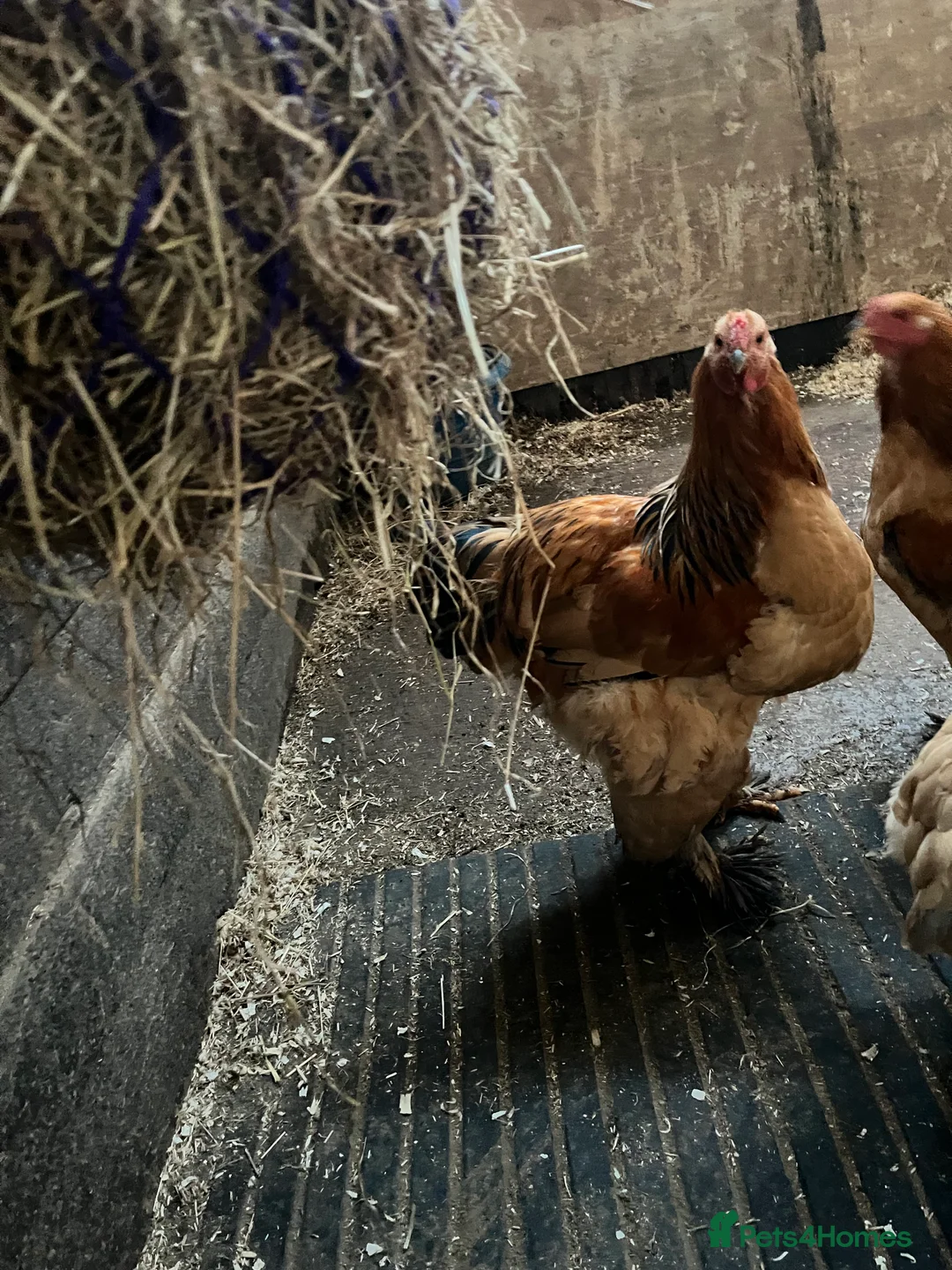 Chickens poultry for sale: Barahma Colombia cockerels  - Advert 3