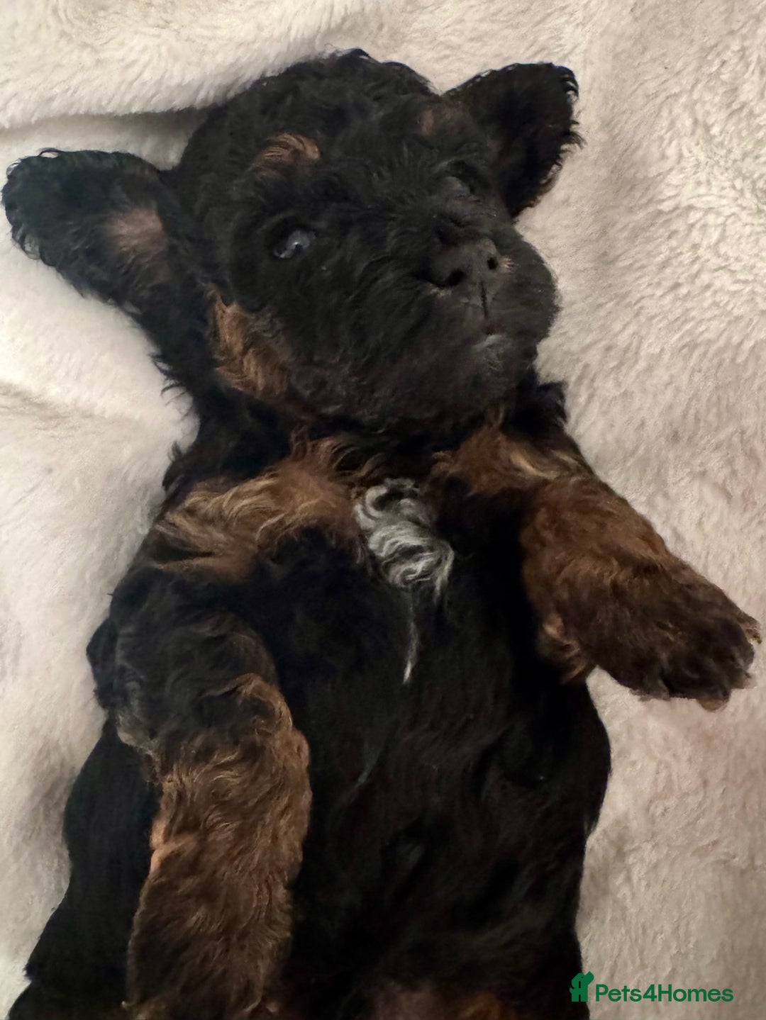 Toy Poodle dogs for sale: One Kc phantom toy poodle left- ready now!  - Advert 3