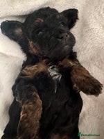 Toy Poodle dogs - Advert 2