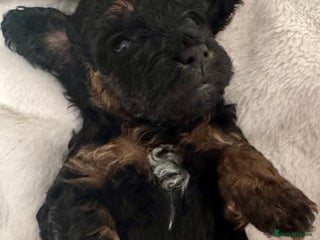 Toy Poodle dogs - Advert 23