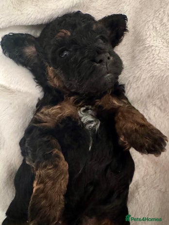 Toy Poodle dogs - Advert 3