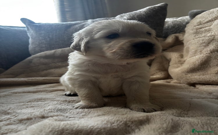 Golden Retriever dogs Beautiful KC Registered Golden Retriever Puppies - Advert 9