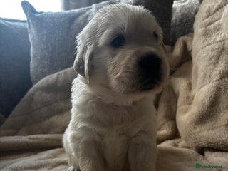 Golden Retriever dogs Beautiful KC Registered Golden Retriever Puppies - Advert 2