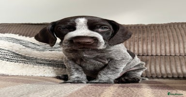 German Wirehaired Pointer dogs - Advert 5