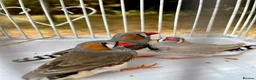 Finches birds for sale: Beautiful male zebra finch’s for sale  - Advert 4