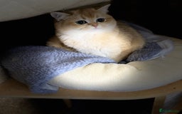 British Shorthair cats for sale: Champion lines for adoption  - Image 26