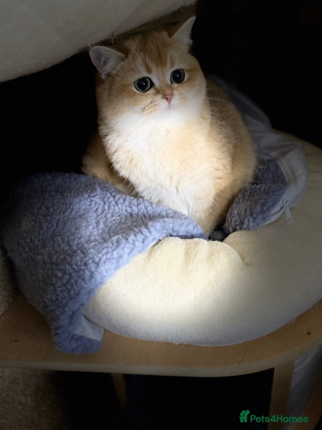 British Shorthair cats for sale: Champion lines for adoption  - Image 26