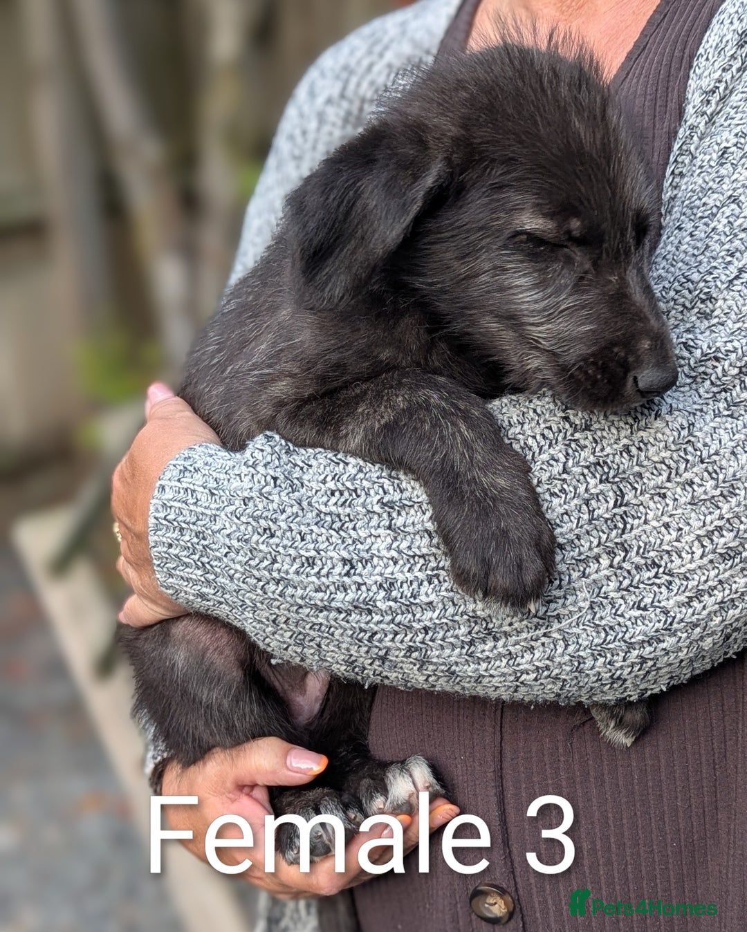 Irish Wolfhound dogs for sale: Wolfhound/Deerhound pups - Image 5