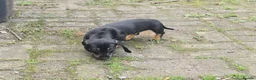 Dachshund dogs for sale: Mega cute half long haired dachshund puppies  - Advert 20
