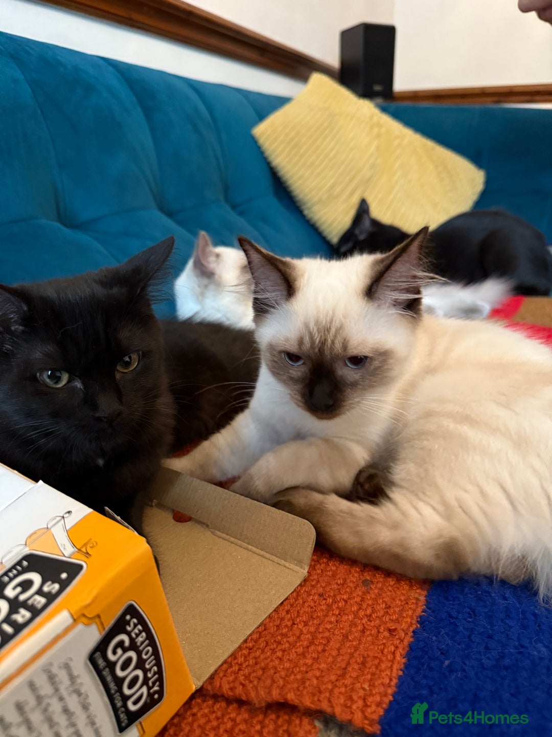 Ragdoll cats for sale: Ragdoll kittens for sale  - Image 18