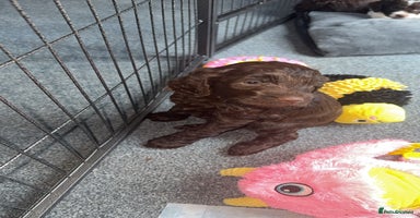 Sproodle dogs  Gorgeous F2 Sproodle Puppies – Family Raised  - Advert 12