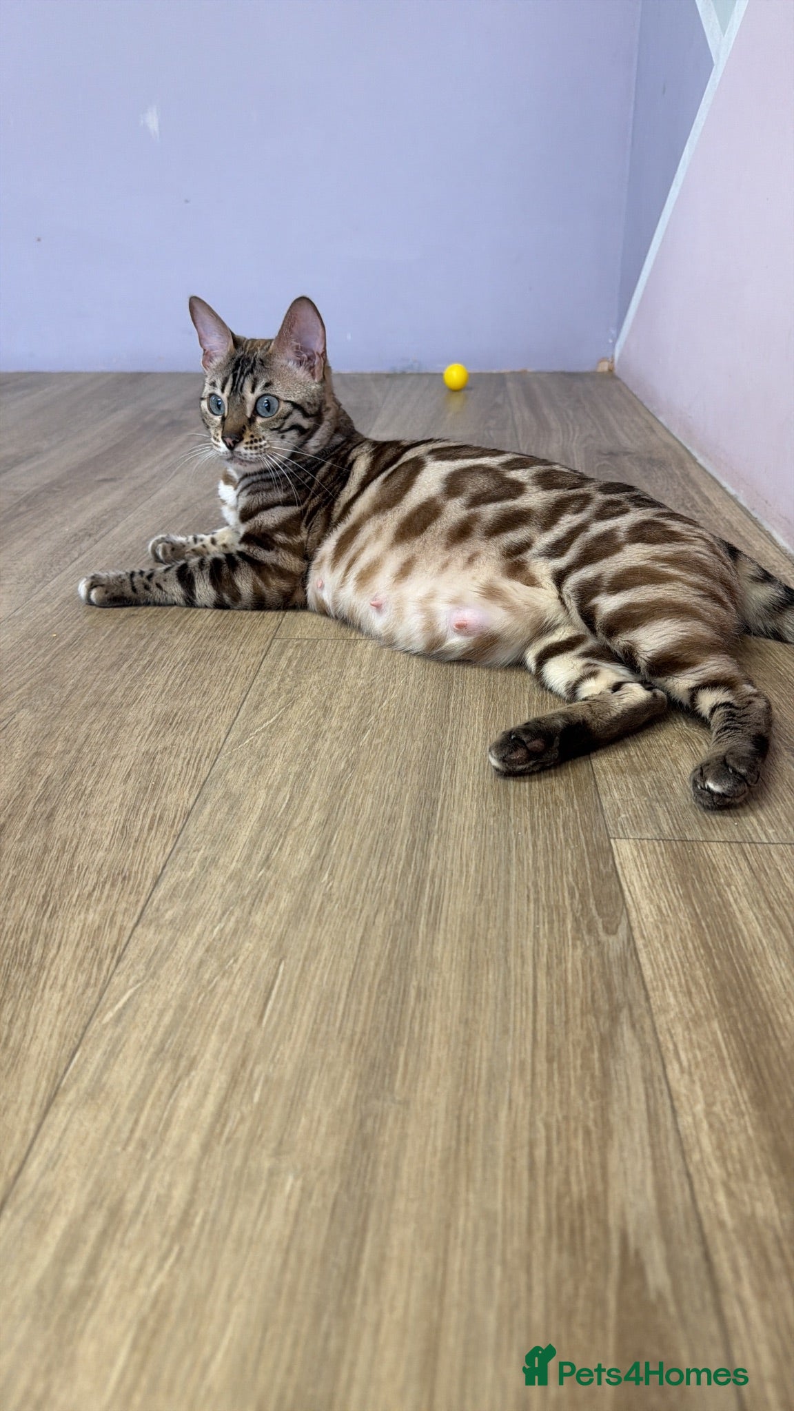 Bengal cats Rare silver charcoal Marble Girl   - Advert 1