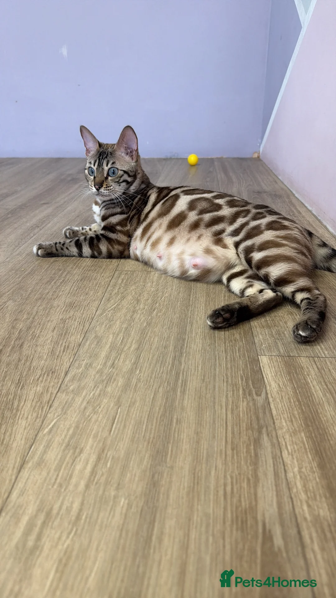Bengal cats for sale: Rare Bengal colours - 3 Girls  - Advert 1