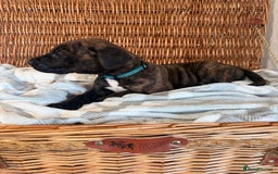 Mixed Breed dogs for sale: Came Corso X Puppies - Image 21