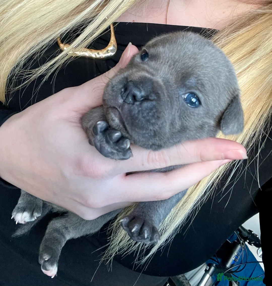 Staffordshire Bull Terrier dogs for sale: Only 1 available ; Blue Staffordshire bullterrier - Advert 24