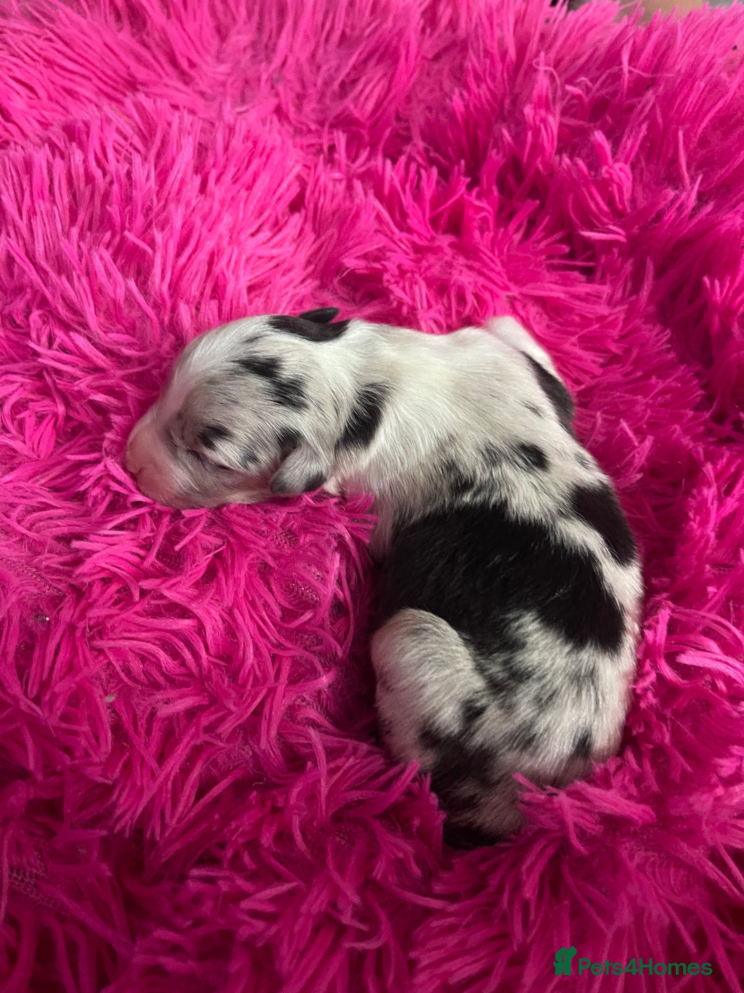 Australian Shepherd dogs for sale: Beautiful Australian Shepherd KC registration🥰 - Image 15