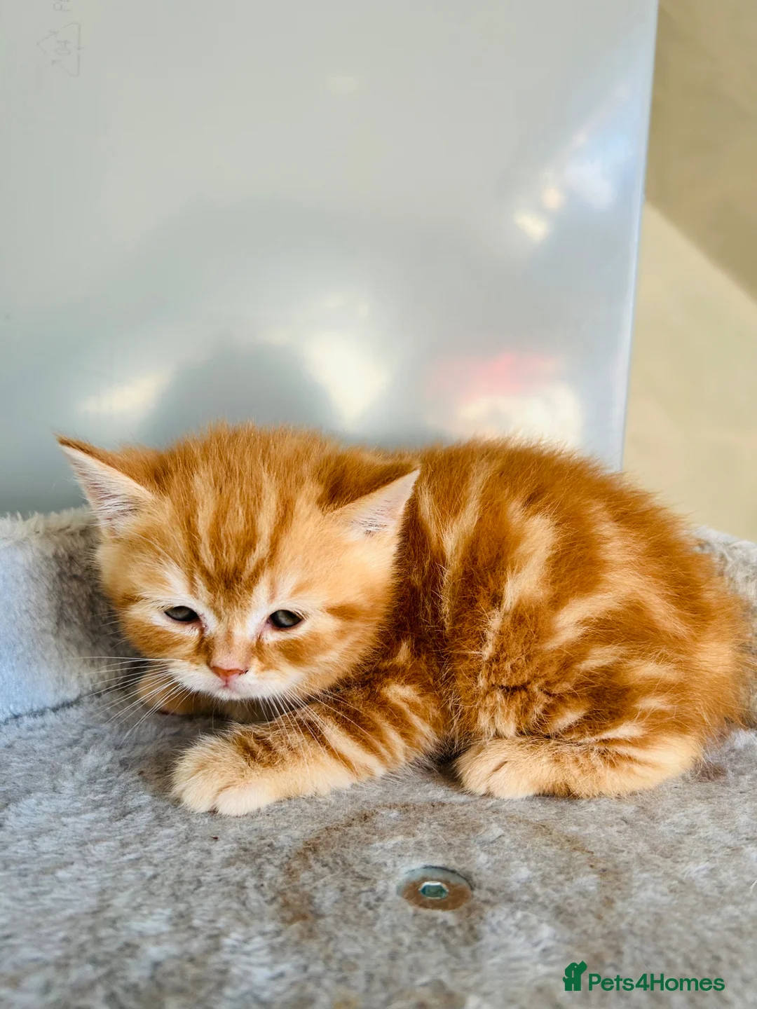 Scottish Fold cats for sale:  Meet your future cuddle companion! ✨🐾 in Reading - Advert 2