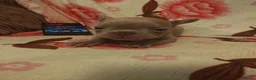 French Bulldog dogs for sale: French bulldog puppie  - Advert 6
