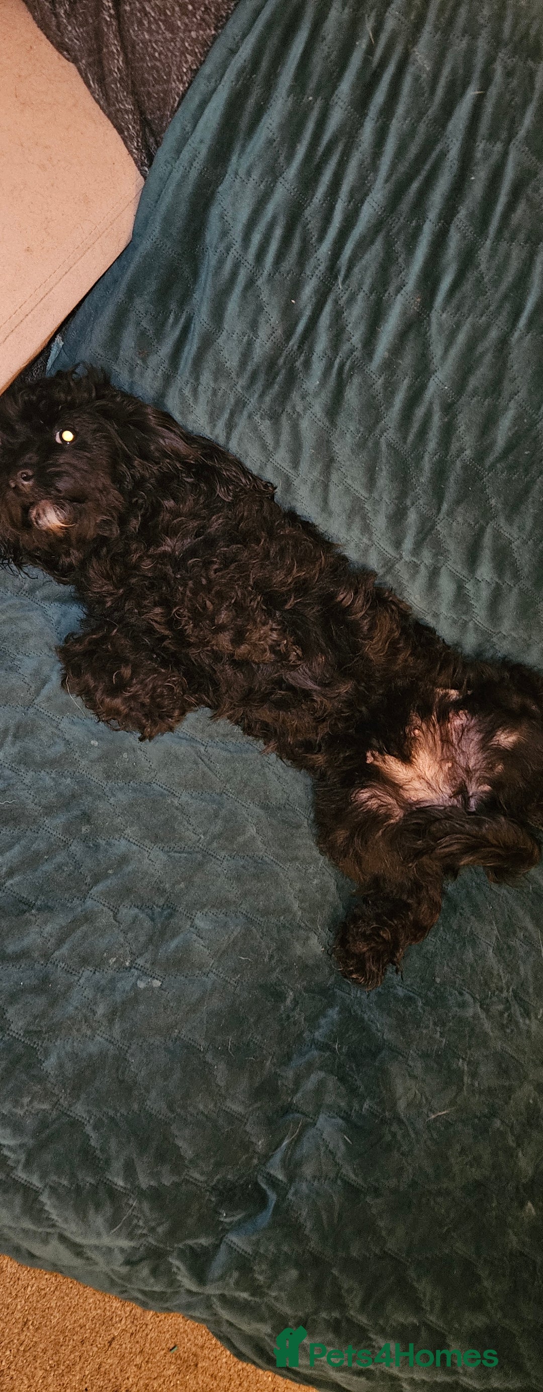 Cockapoo dogs for sale: Very sad sale of my Cockapoo - Image 5