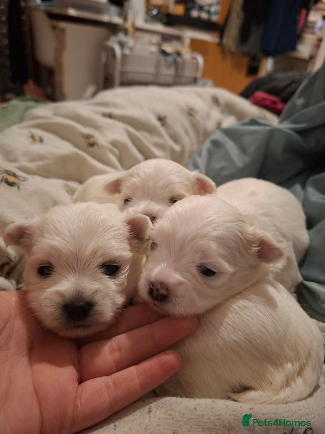 Maltese dogs for sale: Maltese puppies available mid January 2026 - Advert 6