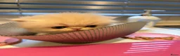 Persian cats for sale: Pure bred   **  cream shaded Persian kitten  in Hounslow - Advert 9