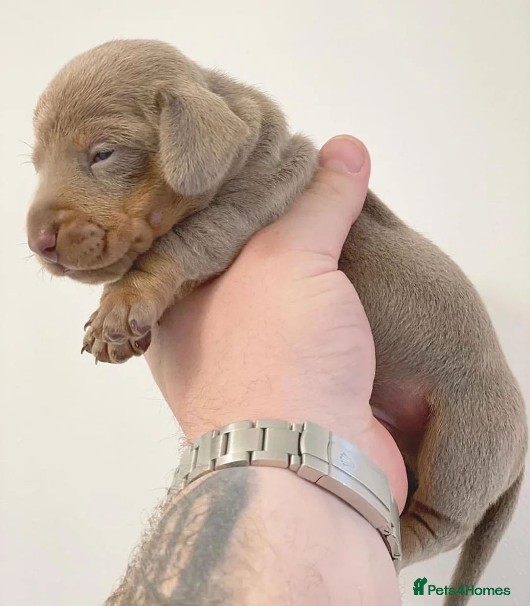 Miniature Dachshund dogs for stud: ISABELLA AND TAN DAPPLE DACHSHUND  in Sunderland - Advert 14