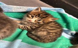 Mixed Breed cats for sale: Kittens  - Image 8