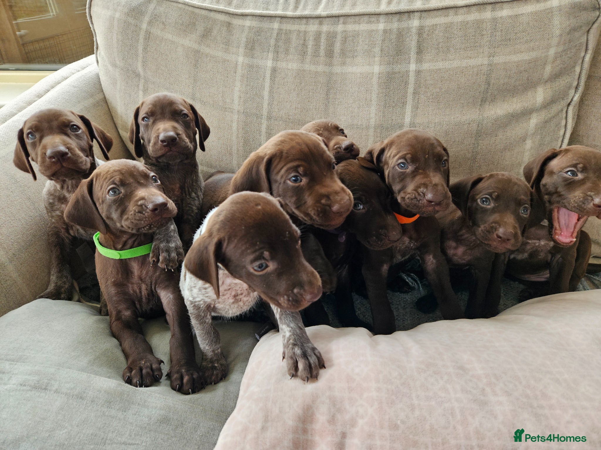 German Shorthaired Pointer dogs Stunning German Shorthaired Pointer Puppies - Advert 1