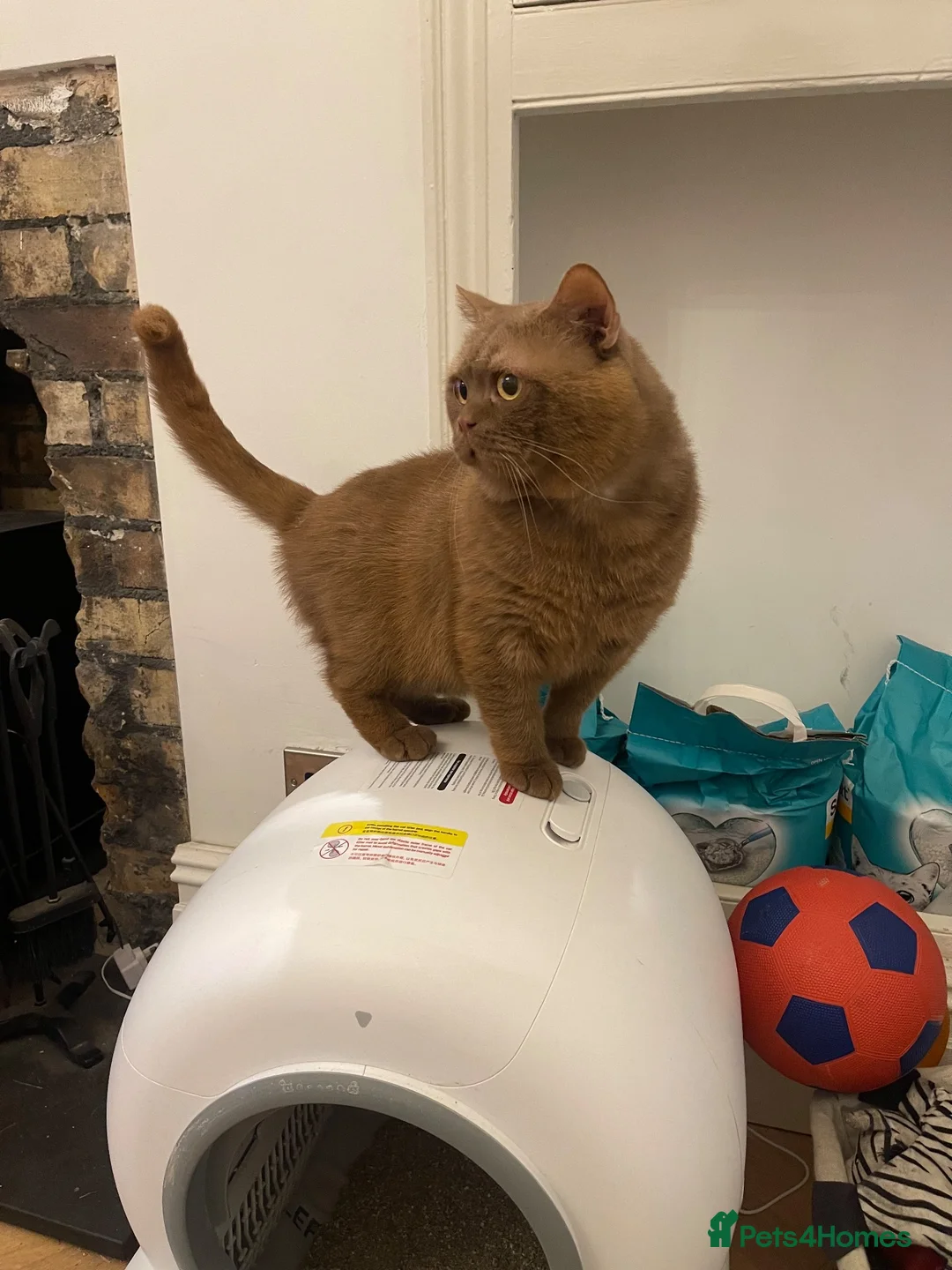 British Shorthair cats for stud: Beautiful cinnamon stud - Advert 5