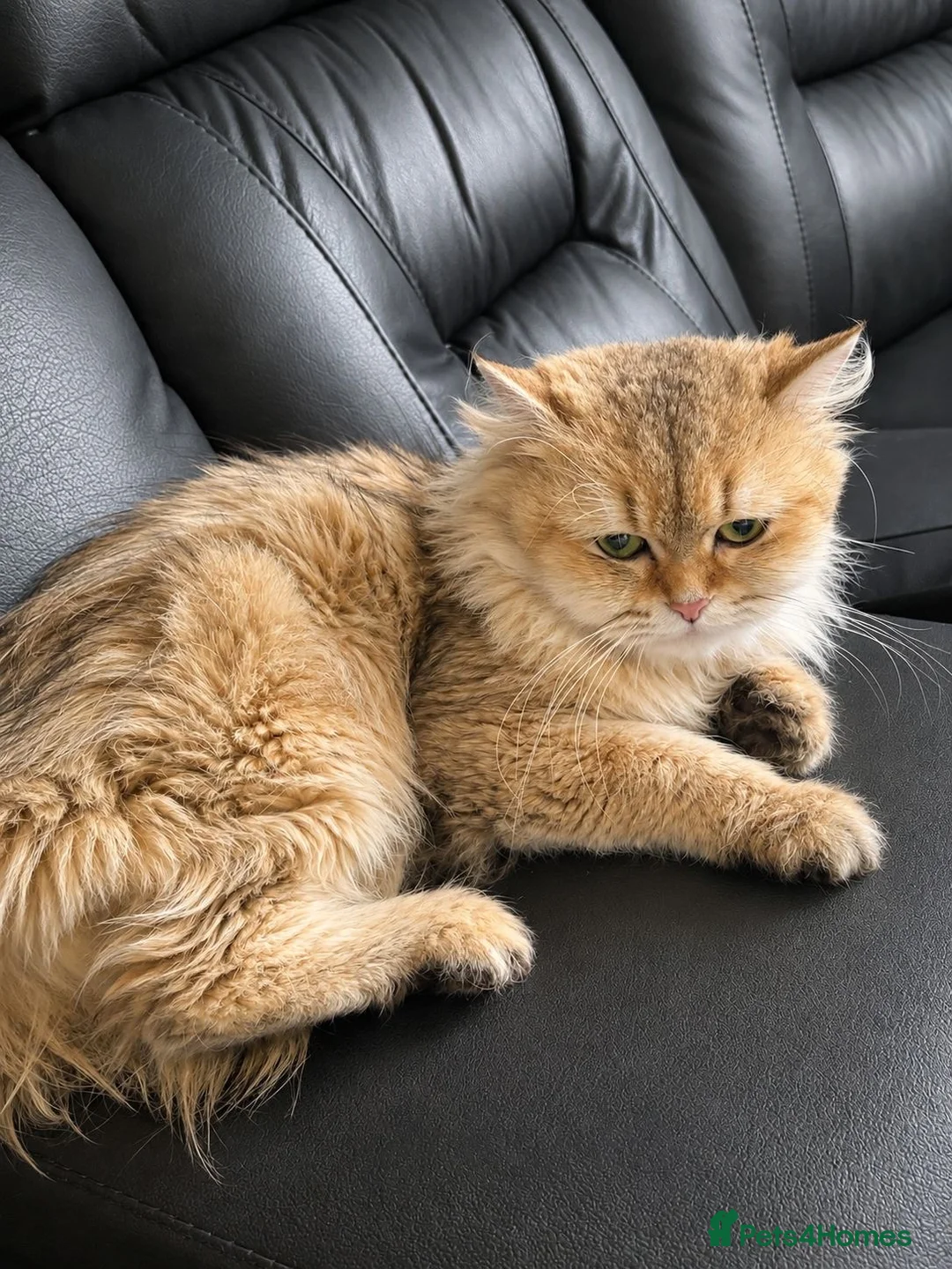Persian cats for sale:     Beautiful Persian Female Cat in Manchester - Advert 1