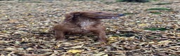 Cocker Spaniel dogs for sale: Working cocker spaniel pups  - Advert 5