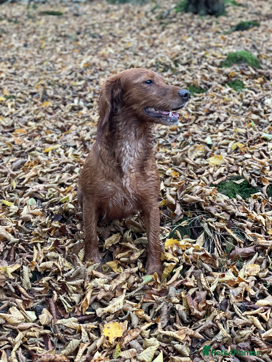 Cocker Spaniel dogs for sale: Working cocker spaniel pups  - Advert 5