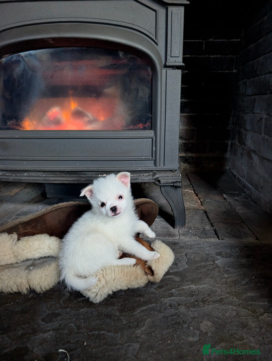 Mixed Breed dogs for sale: Pom cross pups  - Advert 4