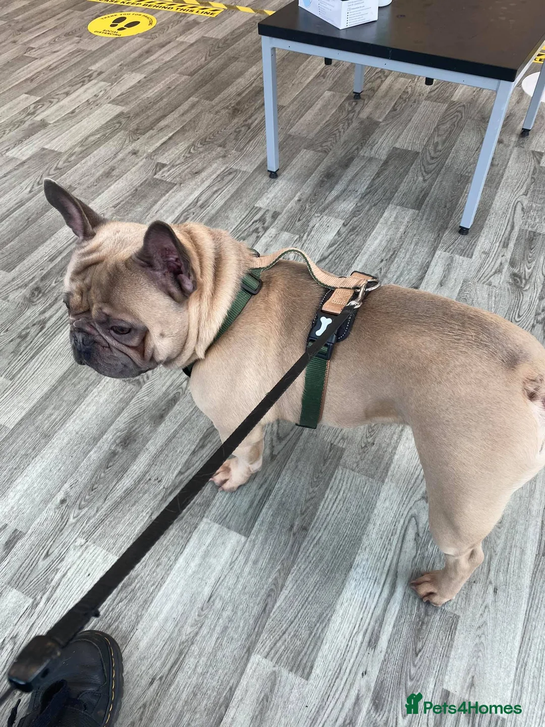 French Bulldog dogs for sale: 6 Year Old Male Frenchie - Advert 5
